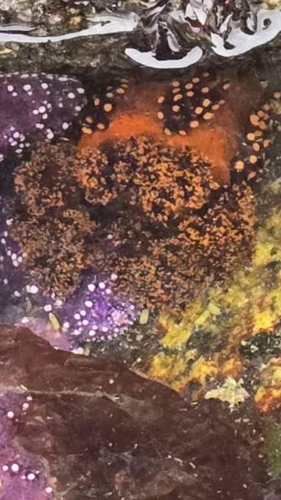 Orange Sea Cucumber