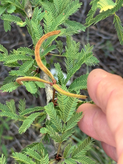 Vachellia bravoensis, photograph (c) Chet Burrier, some rights reserved (CC BY)