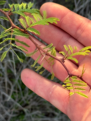 (c) Chet Burrier, some rights reserved (CC BY) Vachellia bravoensis, photograph (c) Chet Burrier, some rights reserved (CC BY)