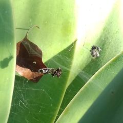 Cyrtophora citricola