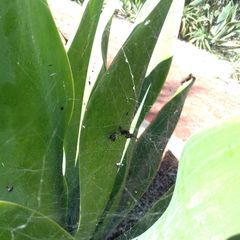 Cyrtophora citricola