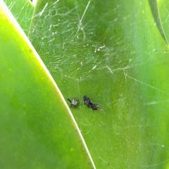 Cyrtophora citricola