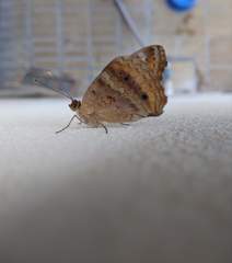 Lepidoptera