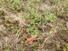 Acalypha radians