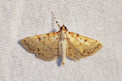Polygrammodes flavidalis