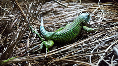 Sceloporus formosus