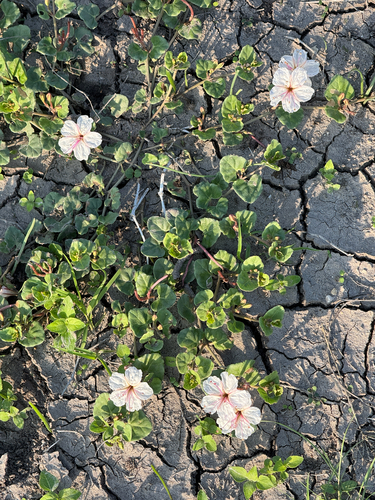 Acleisanthes obtusa, photograph 5