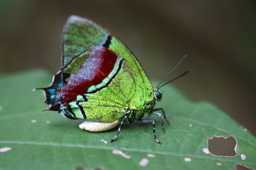 Regal Hairstreak