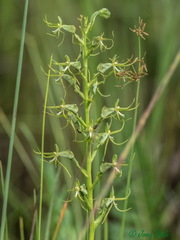 Image of Habenaria cornutella