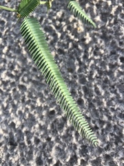 Chamaecrista flexuosa