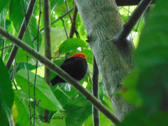 Ceratopipra mentalis