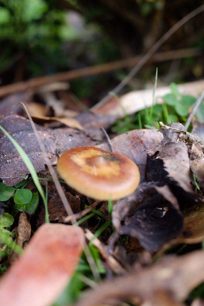 Psilocybe subaeruginosa · April 2026 · photo: © stinkopotamus (iNaturalist, cc-by)