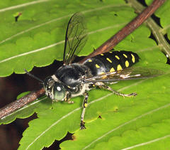 Stictia