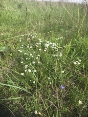 Erigeron tenuis