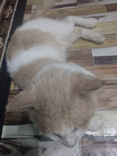 Domestic Cat