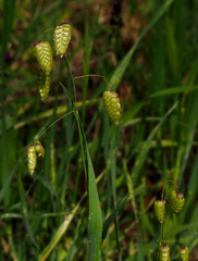 Briza maxima