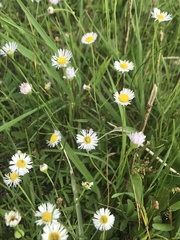 Erigeron tenuis