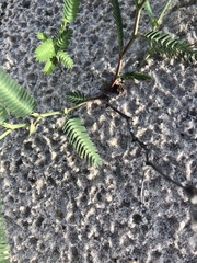 Chamaecrista flexuosa