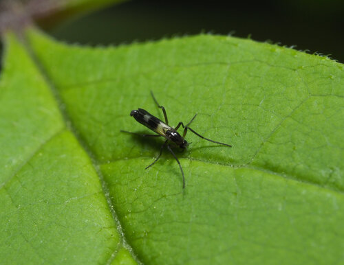 Chasmatonotus atripes photo 5