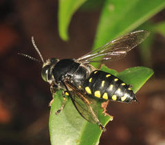 Stictia