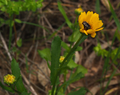 Coleostephus myconis