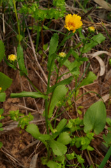 Coleostephus myconis