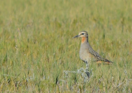 Tawny-throated Dotterel (Oreopholus ruficollis), photo 7