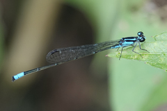 Acanthagrion trilobatum