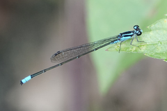Acanthagrion trilobatum