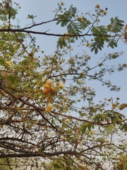 Albizia amara, photograph (c) Mitul and Vijul Singh, some rights reserved (CC BY)
