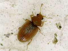 Corticarina