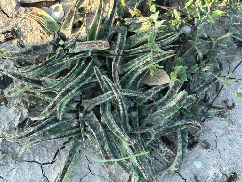 Agave maculata