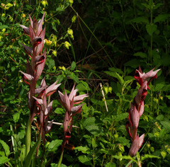 Serapias orientalis levantina
