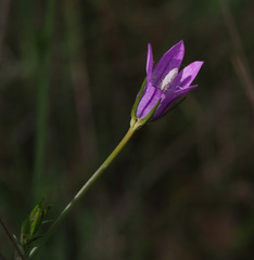 Campanula rapunculus