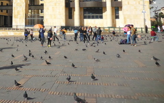 Columba livia domestica