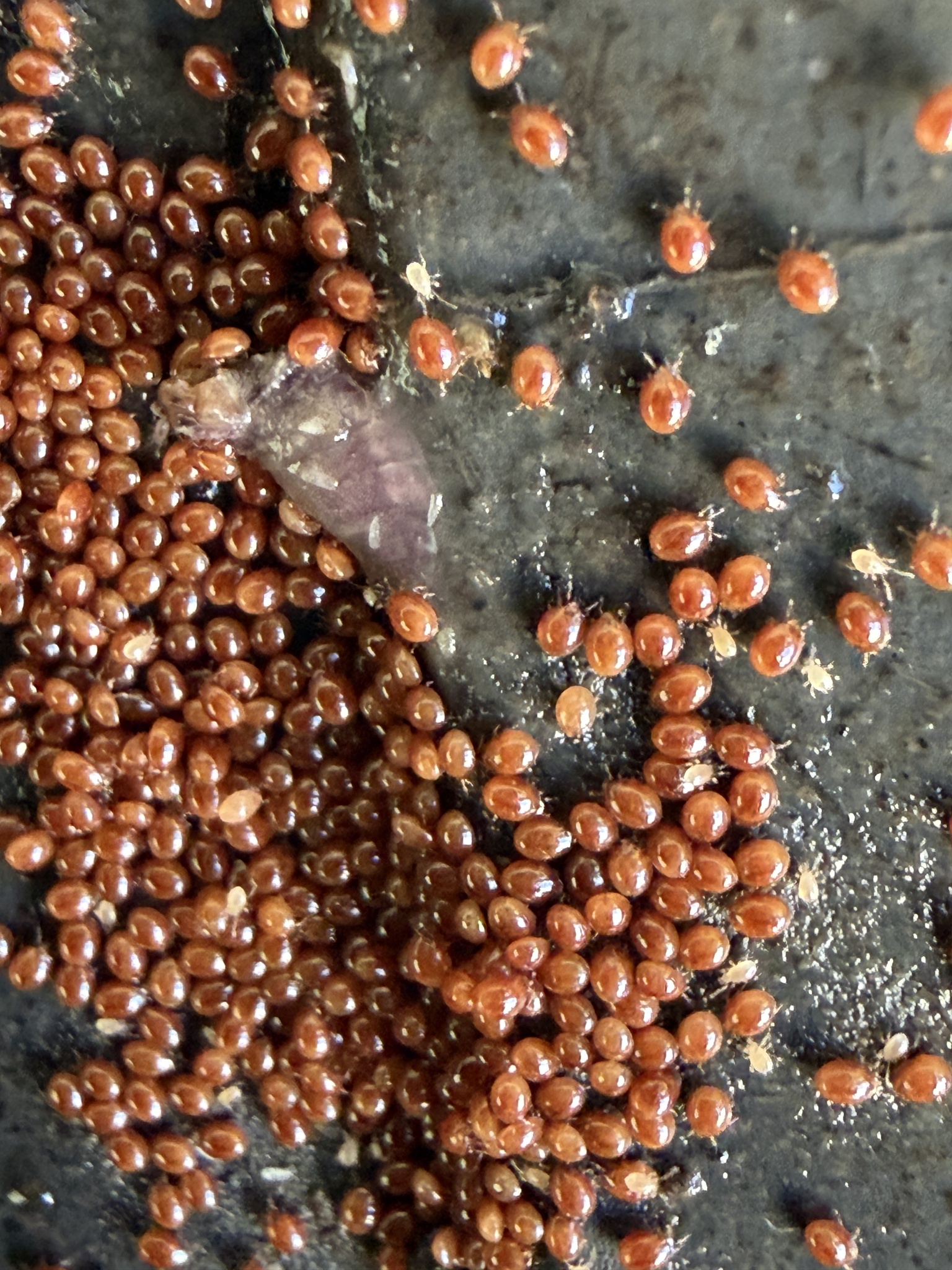 Uroobovella marginata (C.L.Koch, 1839)