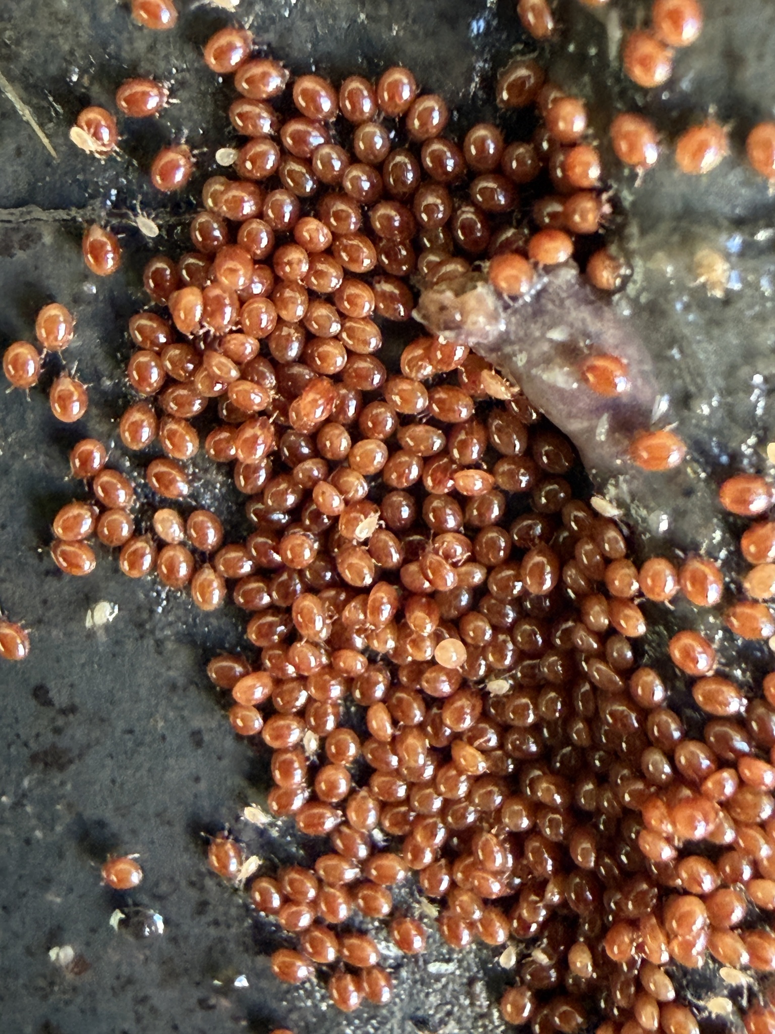 Uroobovella marginata (C.L.Koch, 1839)