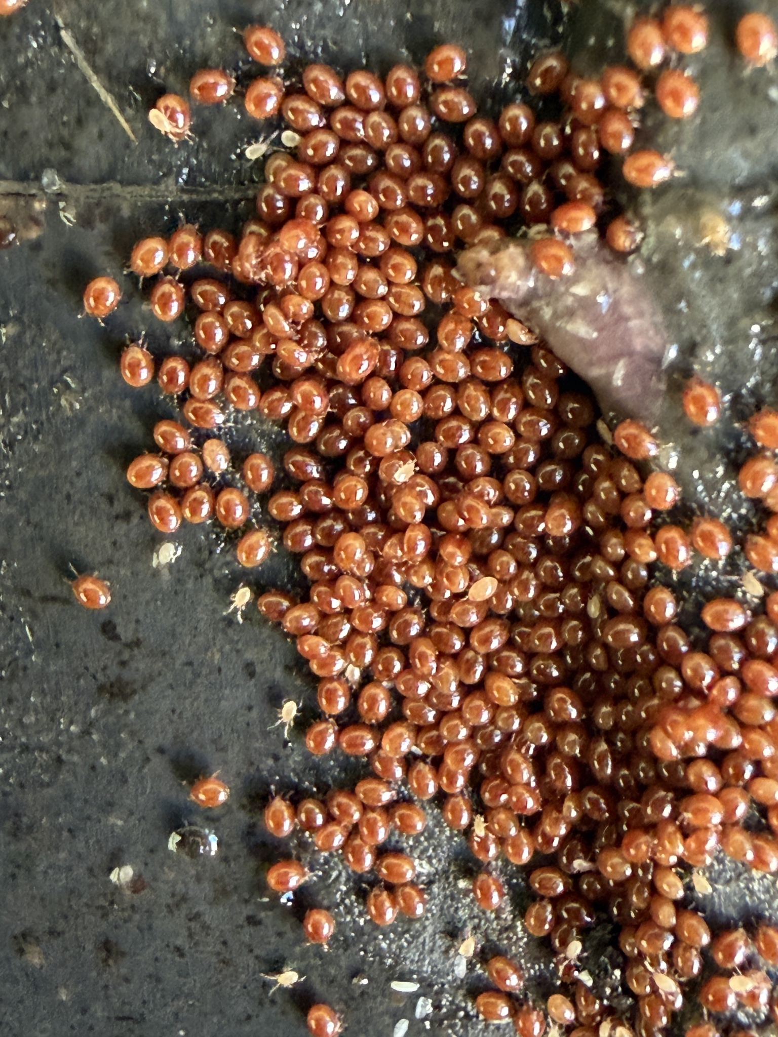 Uroobovella marginata (C.L.Koch, 1839)