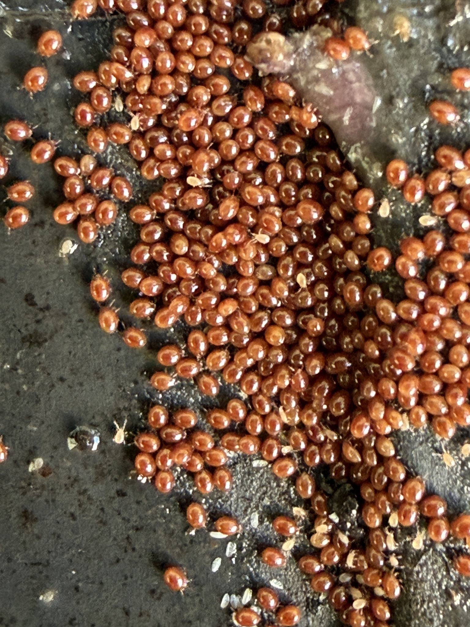 Uroobovella marginata (C.L.Koch, 1839)