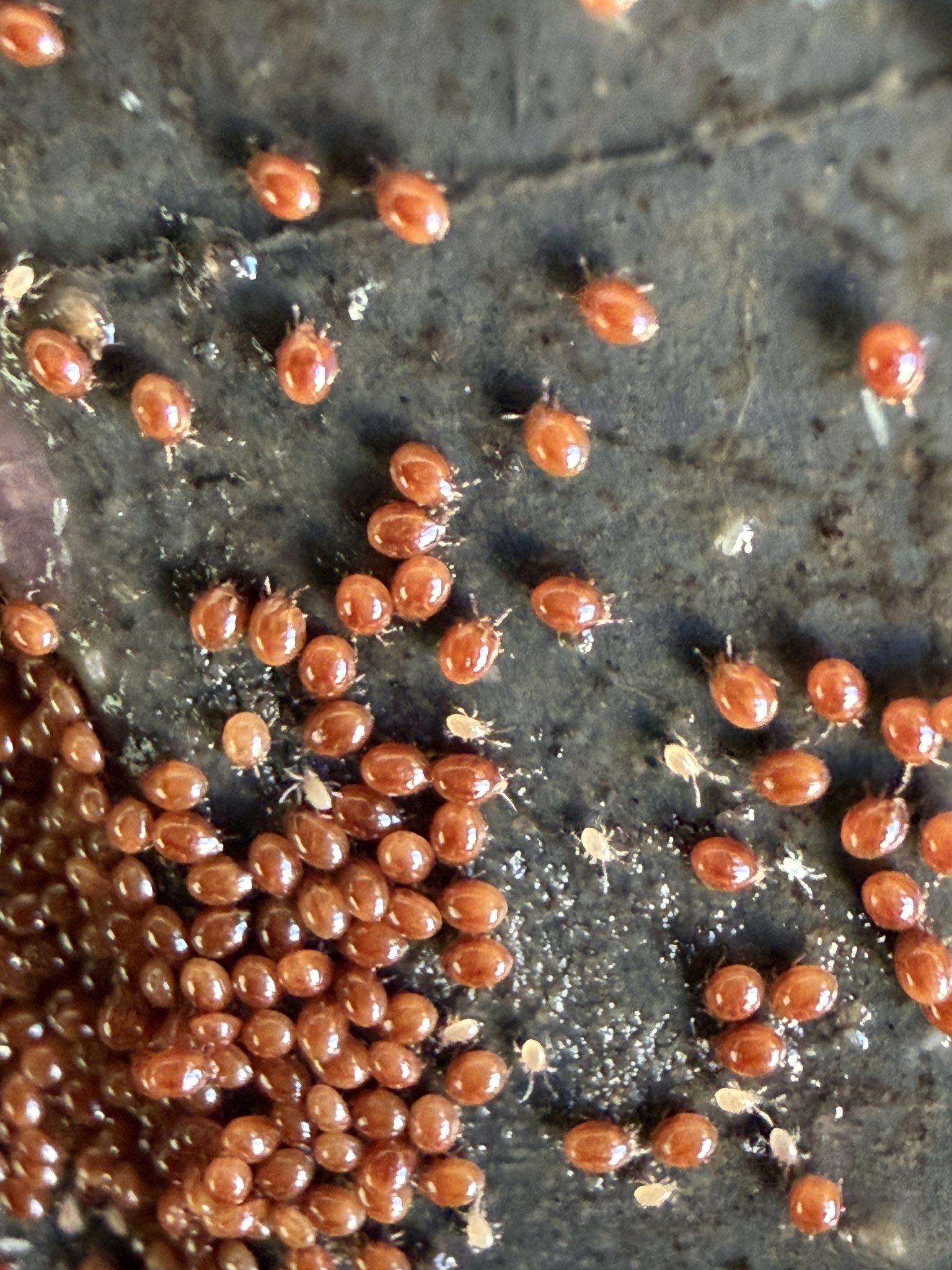 Uroobovella marginata (C.L.Koch, 1839)