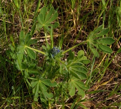 Lupinus micranthus
