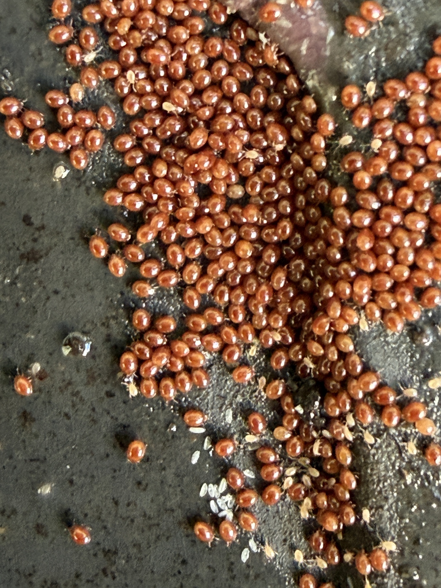 Uroobovella marginata (C.L.Koch, 1839)