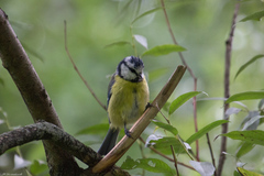 Cyanistes caeruleus