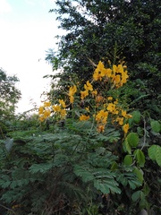 Caesalpinia pulcherrima flava