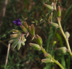 Anchusa undulata