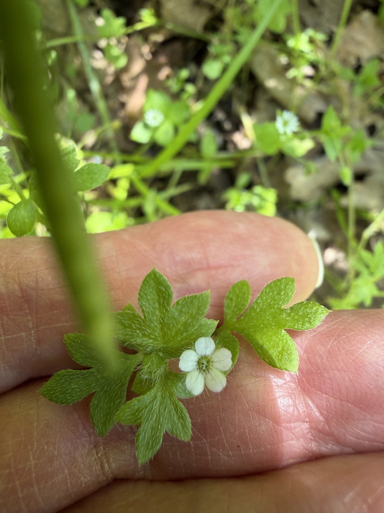 Smallflower nemophila (Nemophila parviflora)
