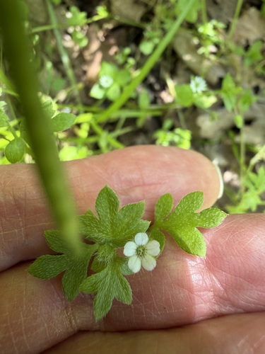 Smallflower nemophila (Nemophila parviflora)