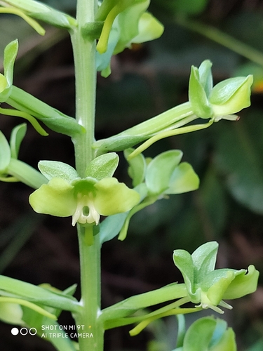 Habenaria petalodes
