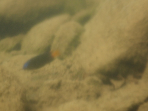Brackish damsel (Pomacentrus taeniometopon) — Pomacentridae