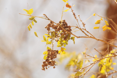 Pityrocarpa obliqua, 2026-04-24